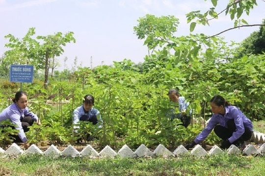 Hà Nội tăng cường kiểm soát chất lượng thuốc, dược liệu lưu hành trên thị trường