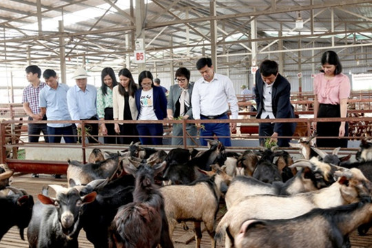 Ninh Bình: Nghiên cứu hoàn thiện quy trình kỹ thuật nuôi dê thảo dược sinh sản và thương phẩm