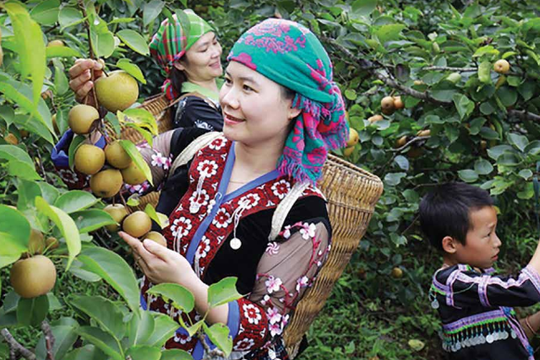 Nghiên cứu, đề xuất giải pháp ứng dụng thương mại điện tử tiêu thụ sản phẩm Ocop tại Lai Châu