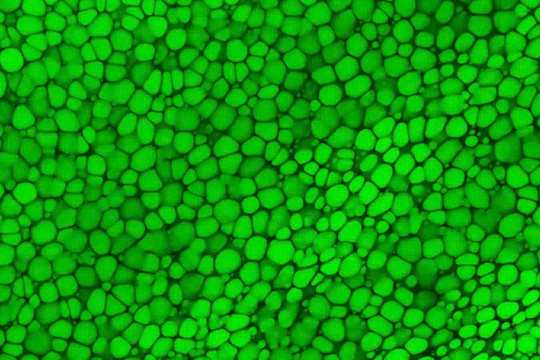 Lipocartilage - Mô xương mới mở ra tiềm năng trong y học tái tạo