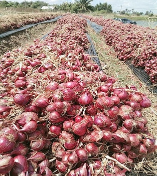 Sóc Trăng: Ứng dụng tiến bộ khoa học và công nghệ trong bảo quản, chế biến hành tím