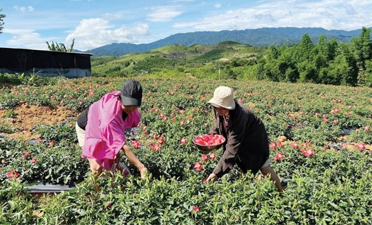 Thành phố Huế: Ứng dụng khoa học và công nghệ phát triển vùng trồng dược liệu