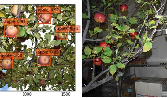 Sử dụng robot trong nông nghiệp thông minh