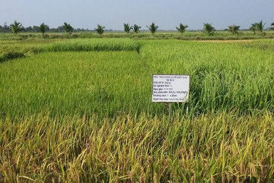 Kiên Giang: Xây dựng thương hiệu gạo vùng U Minh Thượng