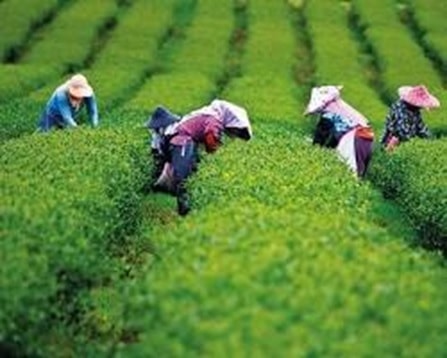 Một số đề xuất trong việc mang hương vị lá chè xanh vươn tầm quốc tế