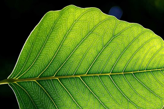 Vi nhựa ngăn cản quá trình quang hợp