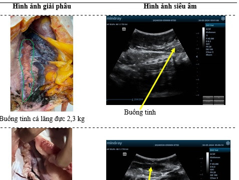 Trường Đại học Nông Lâm TP Hồ Chí Minh: Phát triển kỹ thuật chẩn đoán hình ảnh bằng siêu âm trong sản xuất giống cá tra và cá lăng