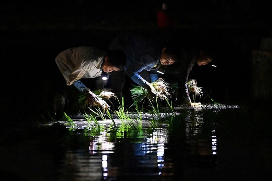 Phát hiện một biến thể gen tự nhiên bảo vệ lúa khỏi sóng nhiệt