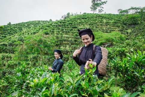 Bắc Kạn: Phát triển các cây trồng đặc thù khu vực hồ Ba Bể và vùng phụ cận gắn với du lịch