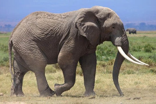 Voi đã tiến hóa như thế nào để chống lại ung thư?