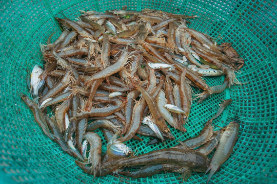 Liệu có thể ngăn vi nhựa khỏi thủy hải sản đang tiêu thụ?