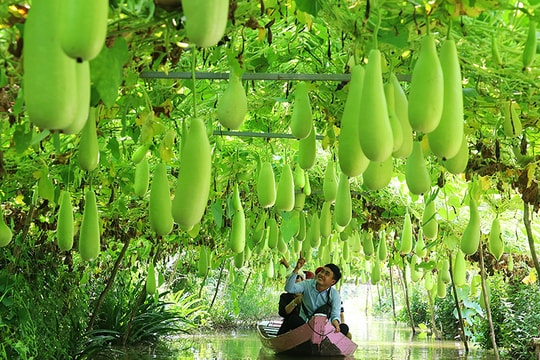 Du lịch nông thôn - Hướng phát triển bền vững sau sáp nhập phía Bắc TP Hồ Chí Minh