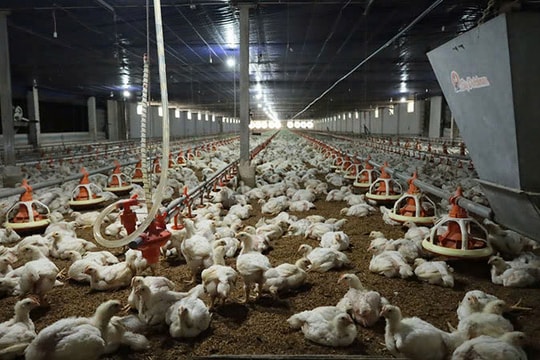 Tây Ninh đẩy mạnh thu hút đầu tư vào nông nghiệp công nghệ cao, tạo nền tảng phát triển bền vững