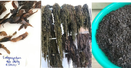 Fucoidan từ rong nâu Sargassum Việt Nam - Giải pháp sinh học tiềm năng hỗ trợ phòng và điều trị ung thư gan
