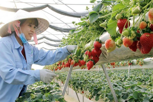 Xây dựng hệ thống truy xuất nguồn gốc bắt đầu từ nông dân