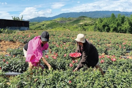 Thành phố Huế: Ứng dụng khoa học và công nghệ phát triển vùng trồng dược liệu