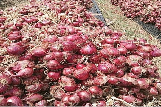 Sóc Trăng: Ứng dụng tiến bộ khoa học và công nghệ trong bảo quản, chế biến hành tím