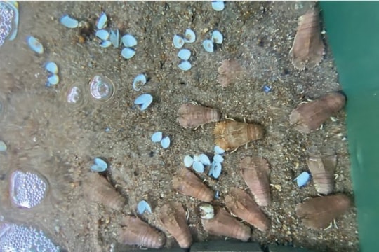 Xây dựng thành công quy trình nuôi thương phẩm tôm mũ ni trắng