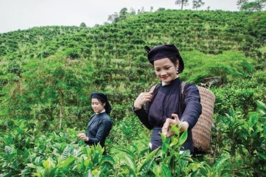 Bắc Kạn: Phát triển các cây trồng đặc thù khu vực hồ Ba Bể và vùng phụ cận gắn với du lịch