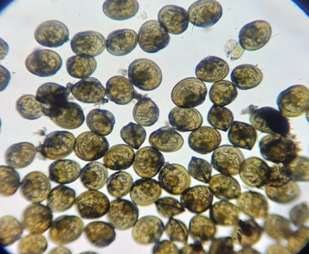 Cà Mau: Thử nghiệm sinh sản và ương nuôi thành công sò huyết giống