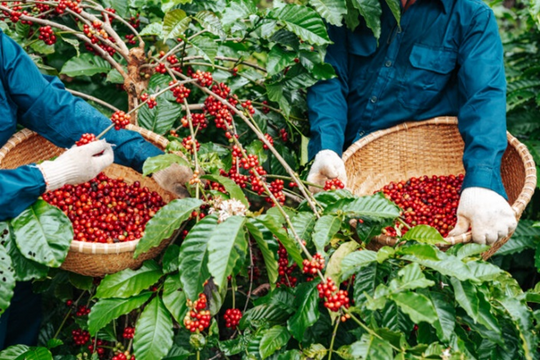 Đắk Lắk: Đổi mới sáng tạo trong phát triển bền vững ngành cà phê