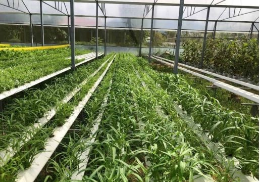 Huế: Xây dựng nông nghiệp thông minh từ cơ sở