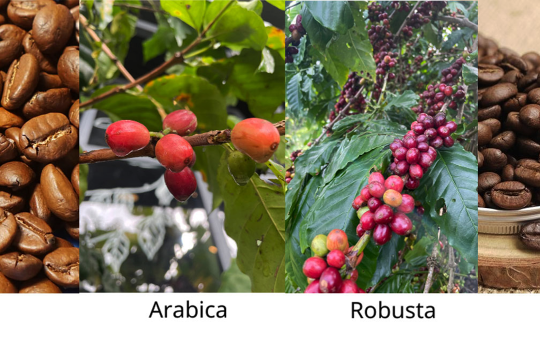 Công bố Chỉ dẫn địa lý “Lâm Đồng” cho sản phẩm cà phê