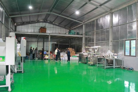 Thái Nguyên khai thác tiềm năng Sâm Bố Chính bằng công nghệ hiện đại