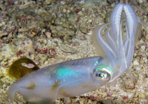 Khánh Hòa phát triển sản xuất giống nhân tạo mực lá: Bước đi chiến lược cho kinh tế biển bền vững