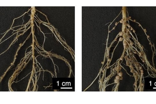 Nhật Bản: Công nghệ cộng sinh đậu tương hứa hẹn giảm phát thải toàn cầu