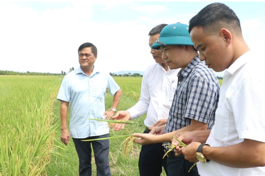 Hải Phòng: Phát triển sản xuất giống lúa Lai thơm 6 đạt chuẩn VietGAP