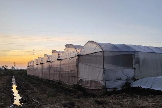 Hải Phòng đẩy mạnh ứng dụng khoa học và công nghệ trong nông nghiệp