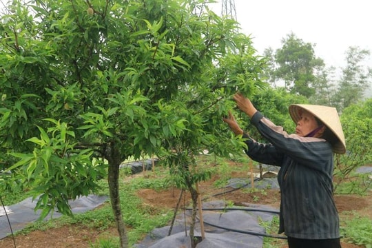 Y Tý giảm trên 7% tỷ lệ hộ nghèo mỗi năm