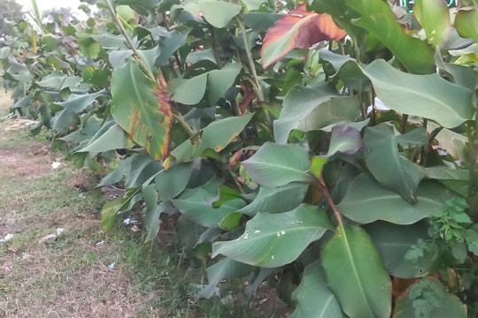 Thoát nghèo nhờ chuyển đổi cây trồng đúng hướng