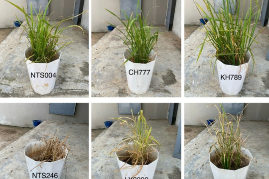 Khám phá thế hệ lúa “nước - cạn”: Kỳ vọng đột phá trong canh tác tiết kiệm nước