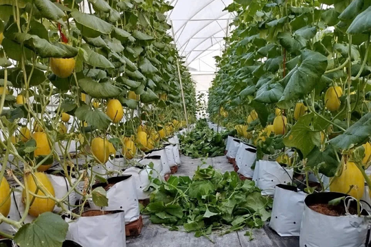 Hải Phòng: Chuyển mình với nông nghiệp số từ những nhà màng dưa lưới tiên phong