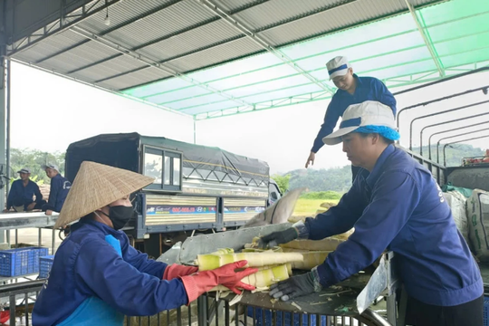 Lào Cai nhân rộng rừng tre Bát Độ: Phủ xanh đất dốc, mở hướng thoát nghèo bền vững