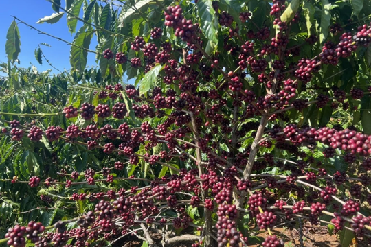 Cà phê giảm phát thải giúp nông dân Lâm Đồng thoát nghèo bền vững