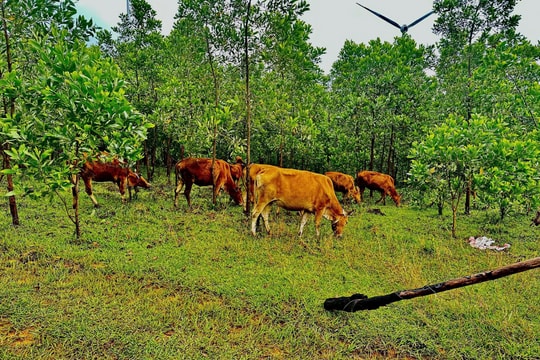 Vùng cao Quảng Ngãi: Thoát nghèo từ nội lực