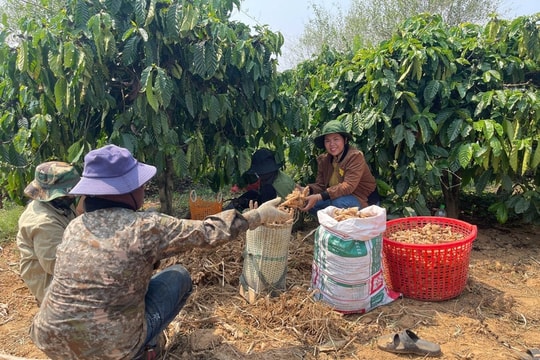 Quảng Ngãi đồng hành với người dân giảm nghèo bền vững