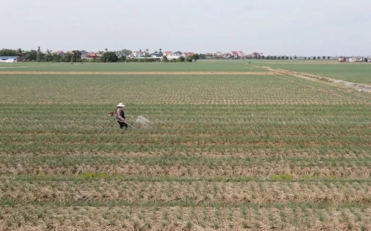 Hải Phòng: Hành tỏi “lên” chuẩn quốc tế nhờ doanh nghiệp dẫn dắt‎