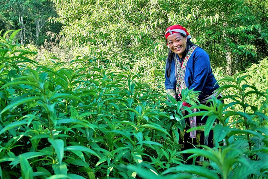 Chuẩn hóa vùng trồng dược liệu: Đánh thức tiềm năng “tỷ đô” trên đất nghèo