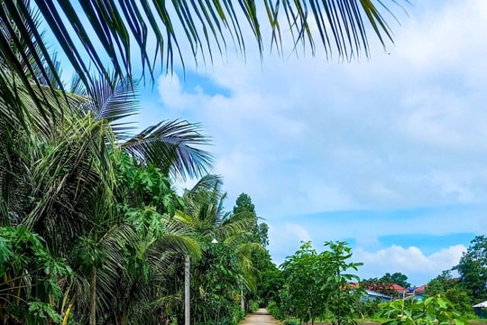 Nhiều nông dân thoát nghèo nhờ giải pháp nhân rộng mô hình canh tác lúa chất lượng cao, phát thải thấp