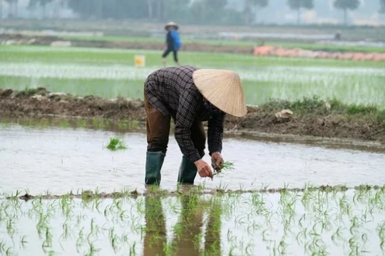Giảm phát thải từ đồng ruộng: Bước chuyển cho nông thôn mới bền vững