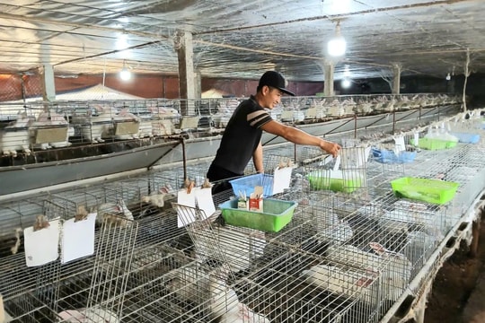 Mô hình nuôi thỏ khép kín: Hướng đi mới cho sinh kế bền vững ở xã Vĩnh Thuận