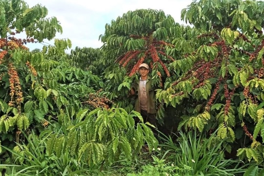 Krông Ana tạo đà phát triển mô hình hợp tác, chuỗi giá trị để giảm nghèo đa chiều