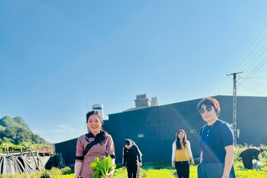 Hà Giang: Mô hình hợp tác xã trồng rau an toàn phủ xanh cao nguyên đá