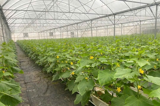 Mô hình hợp tác xã đưa nông nghiệp Bắc Ninh lên tầm cao mới