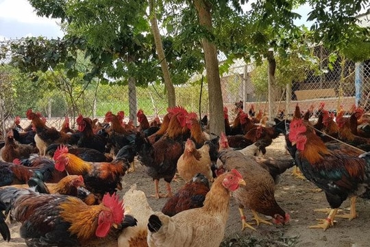 Hà Tĩnh đẩy mạnh mô hình sinh kế, nâng cao hiệu quả công tác giảm nghèo