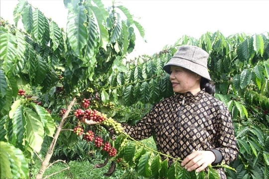 Tạo sinh kế bền vững - Chìa khóa giúp người dân chủ động thoát nghèo